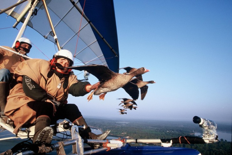 Voler avec les oiseaux