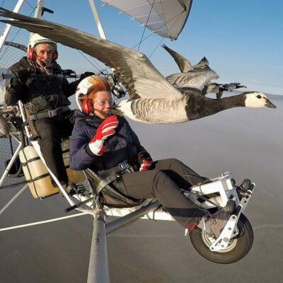 Vol en ULM avec les oies Bernaches