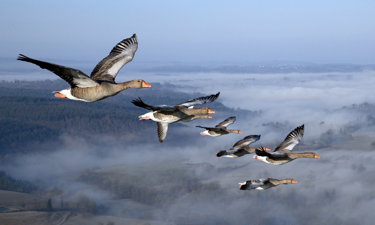 Voler en ULM avec les oies cendrées la Mayenne, Alsace Voler avec les oiseaux