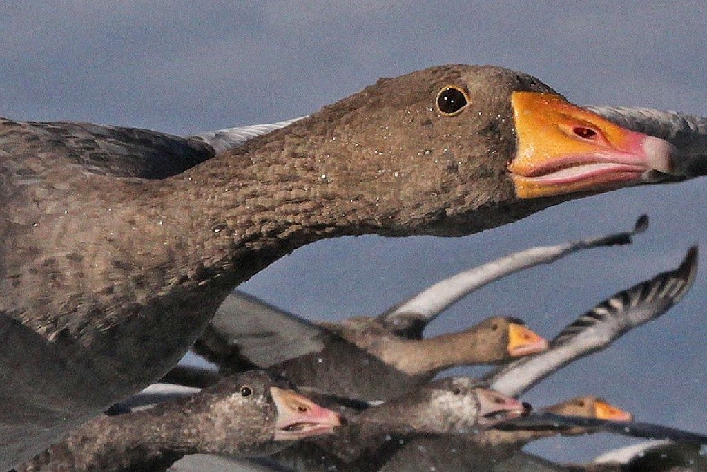 Bec et regard Oie sauvage