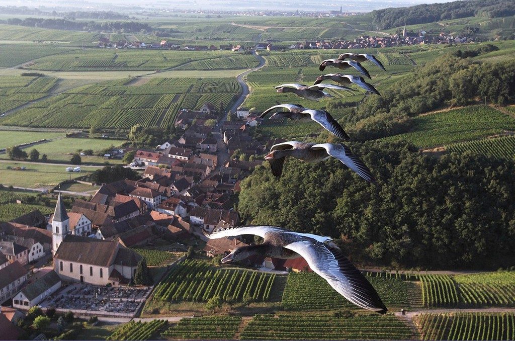 Vol en ULM avec les oies sauvages, oiseaux en Alsace