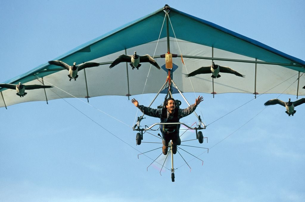 Bernacle geese Christian Moullec