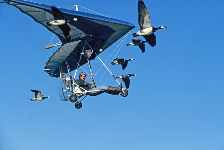 ULM monoplace 12 oies en vol