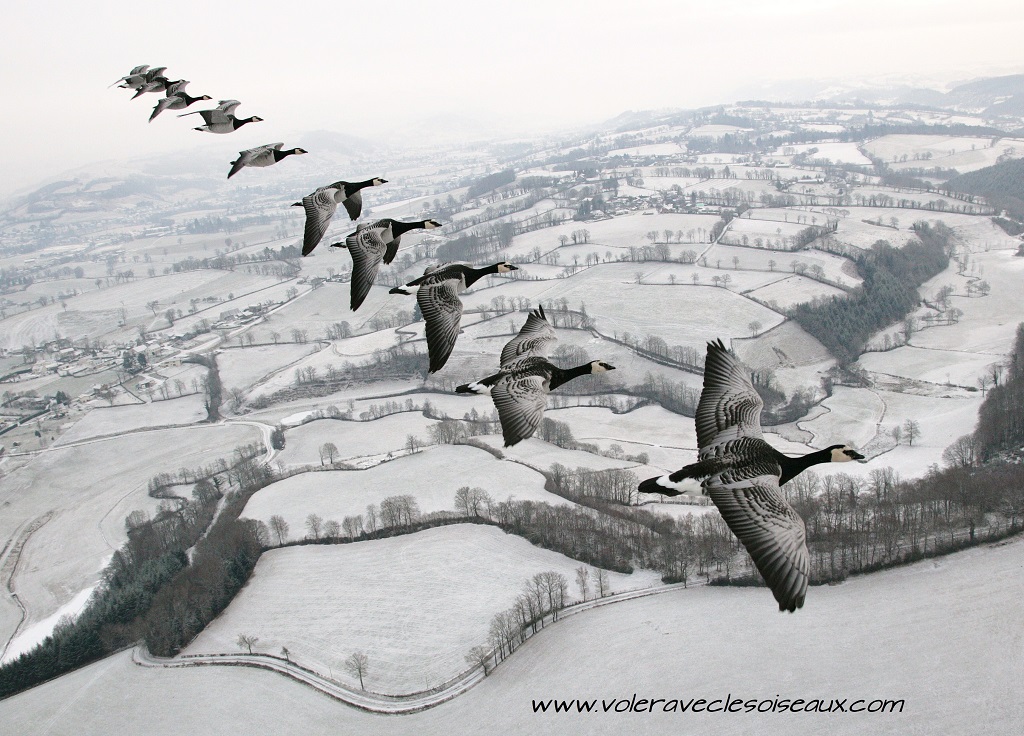 Vol d'oies bernaches Nonnettes hiver