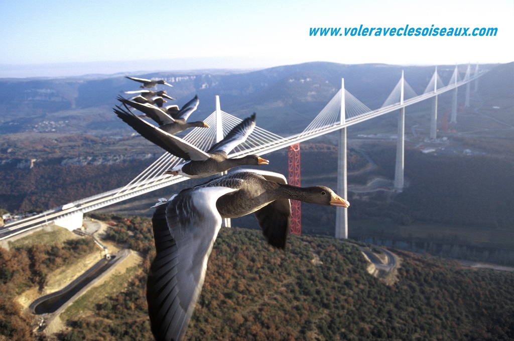 Oies cendrées viaduc de Millau