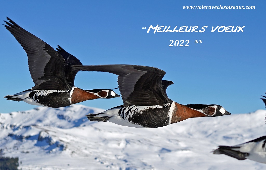 Voeux 2022 de VOLER AVEC LES OISEAUX