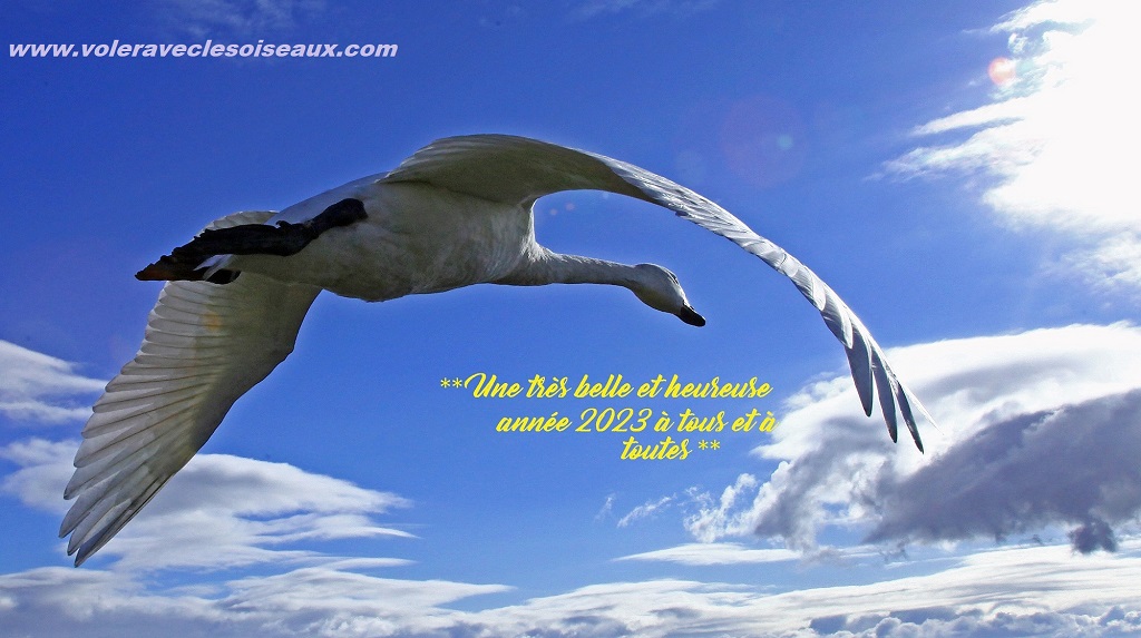 VOLER AVEC DES CYGNES