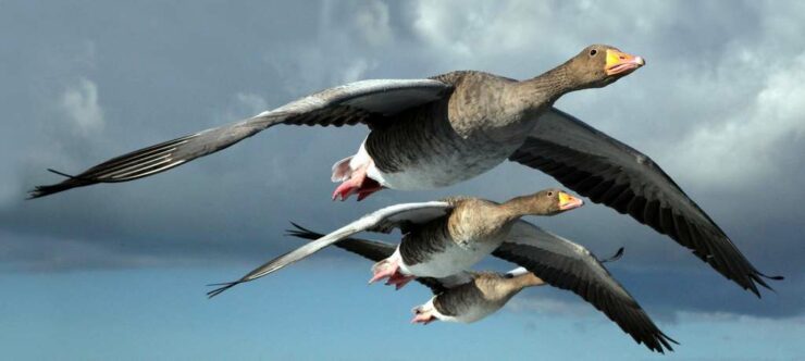 Vol avec les oies Christian Moullec