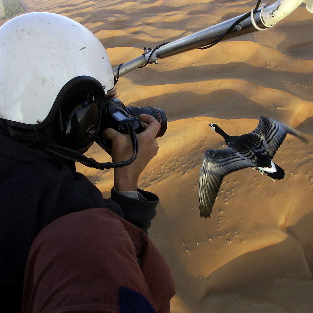 Christian-Moullec-photos-oies