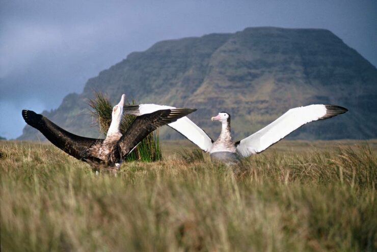 Albatros sur sur l’Île d’Amsterdam