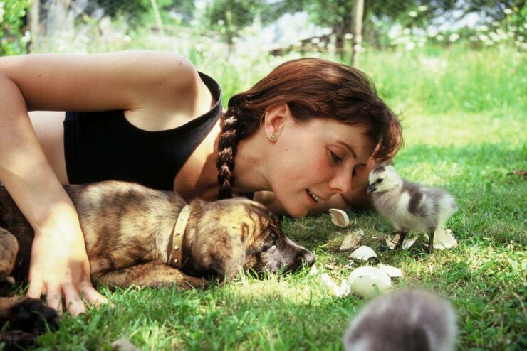 Paola oisons bernaches