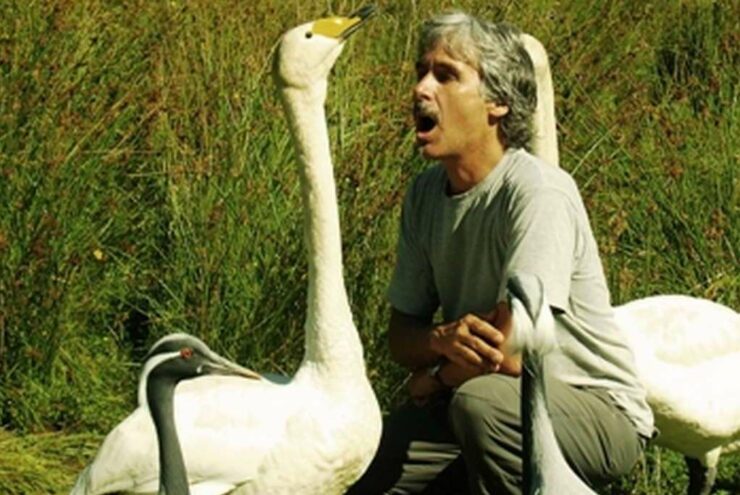 Cignes et Grues